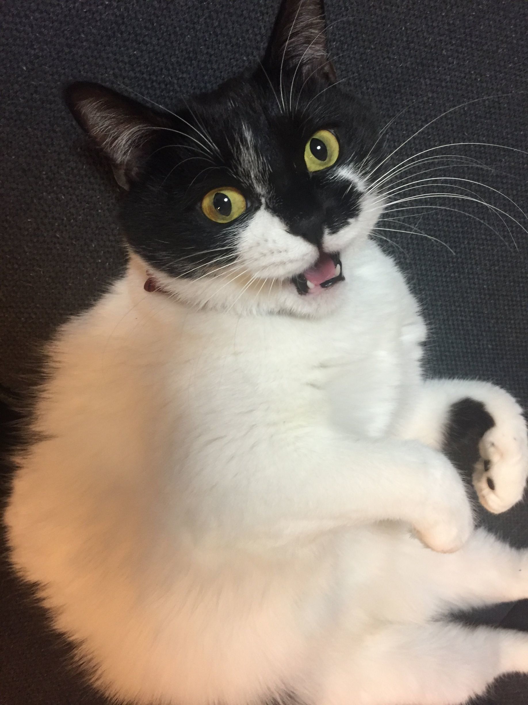 画像／ねこのきもち編集室