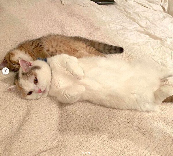 寄り添うしらすちゃん、にぼしちゃん