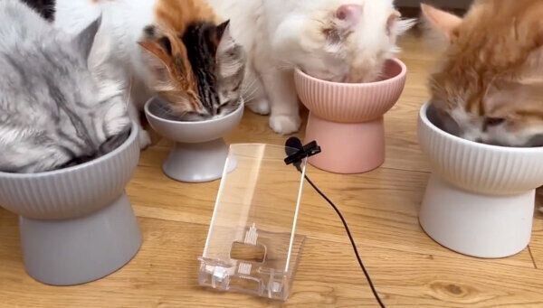 「呼び込み君」でまんまと呼び込まれる猫たち