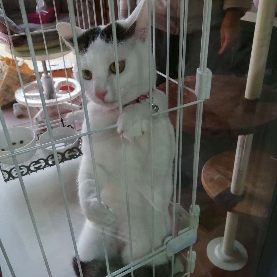 ケージの中で反省する猫