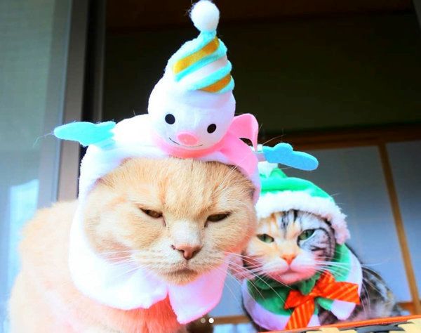 猫のかぶり物をかぶるブリティッシュショートヘアとマンチカン