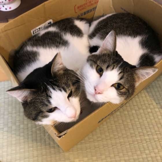 箱に入った2匹の猫
