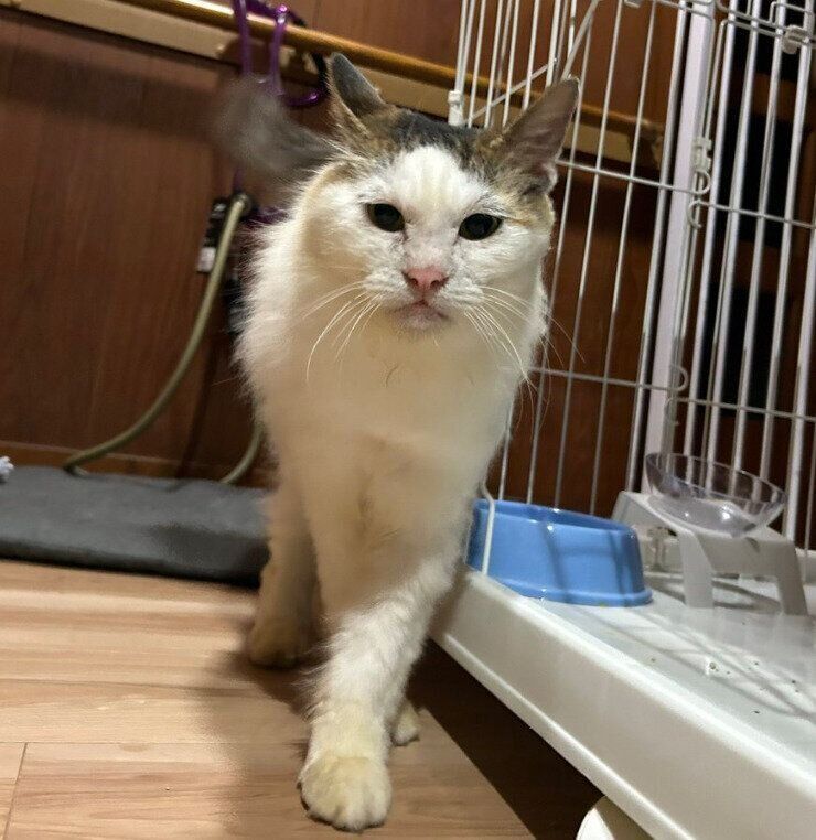 家に来たばかりのころのプリンちゃん