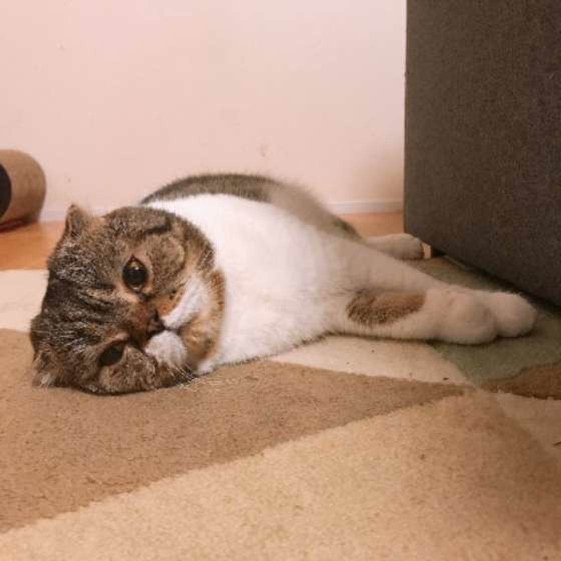 猫が だらだら だら ん するのは ただサボっているわけではなかった ねこのきもちweb Magazine 猫が だらだら だら ん するのは ただサボっているわけではなかった ねこのきもちweb Magazine