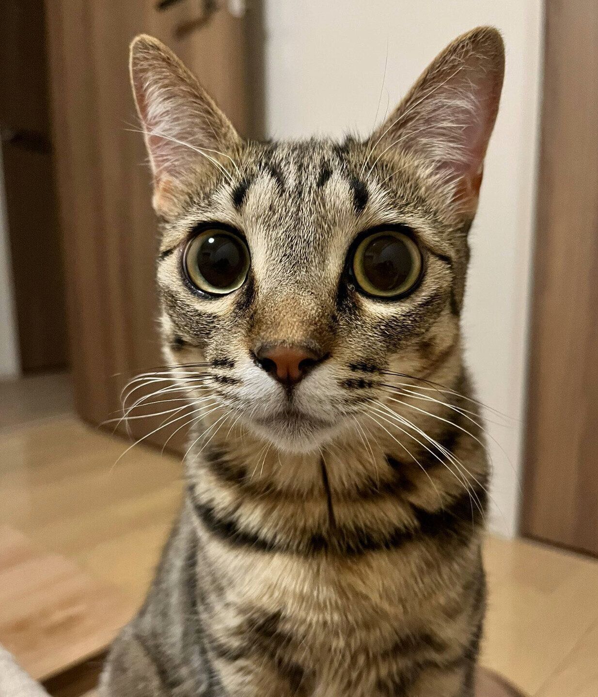 推定1才の誕生日に撮影したすずちゃん