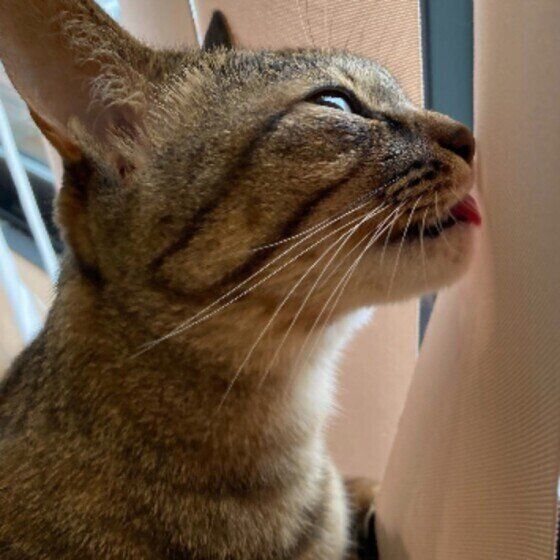 舌を出すMIXの女の子