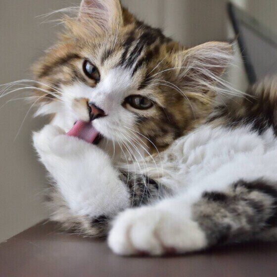 肉球を舐めるスコティッシュフォールド・ロングヘア