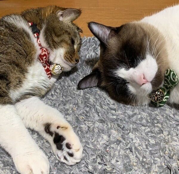 気持ち良さそうに眠るふっくん＆はちくんコンビ