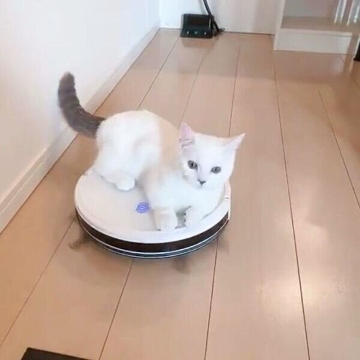 ロボット掃除機に乗ったままゴハンを食べようとする猫 あえなく退散する様子が可愛い ねこのきもちweb Magazine