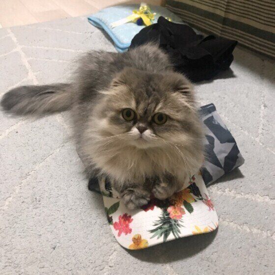 スコティッシュフォールド・ロングヘアのココちゃん