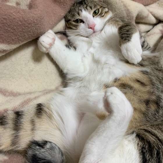 ヘソ天するキジトラ