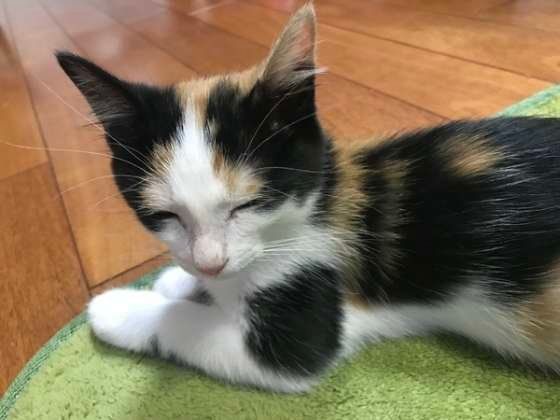 室内でまったりする三毛猫