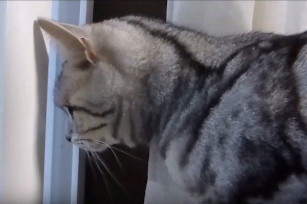 雪に興奮する猫