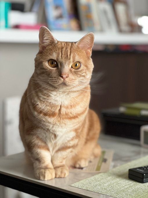 テーブルの上に座っている猫