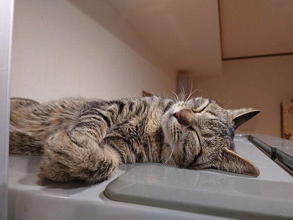 眠るムギちゃん