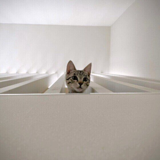 2階に籠城するねこまるくん