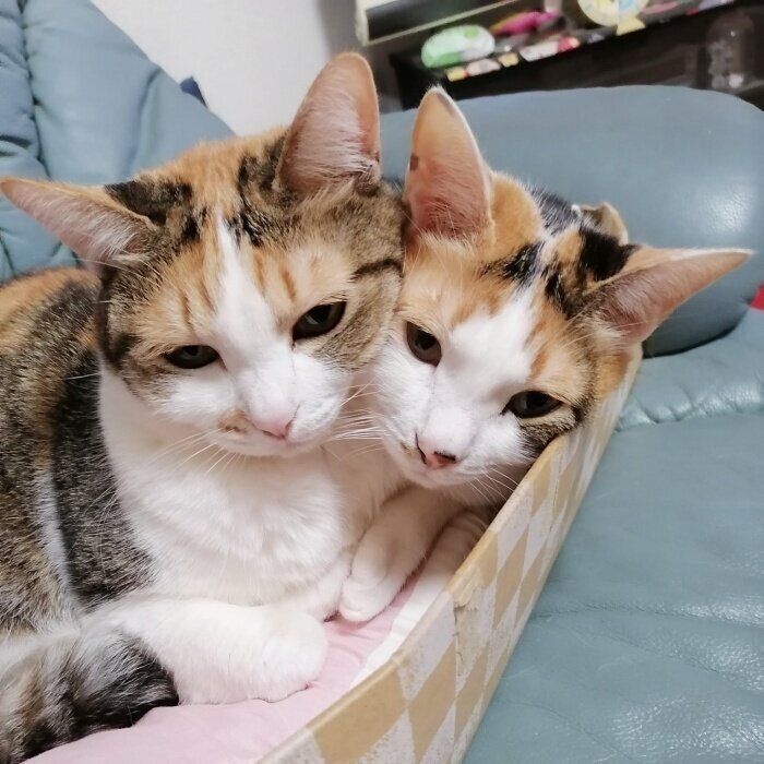 頬を寄せるララちゃん（左）とルルちゃん（右）