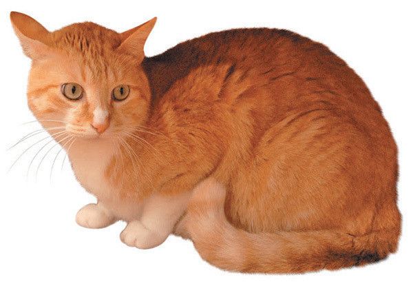 逃げようか迷う猫