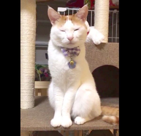 目を細めるむぎちゃん