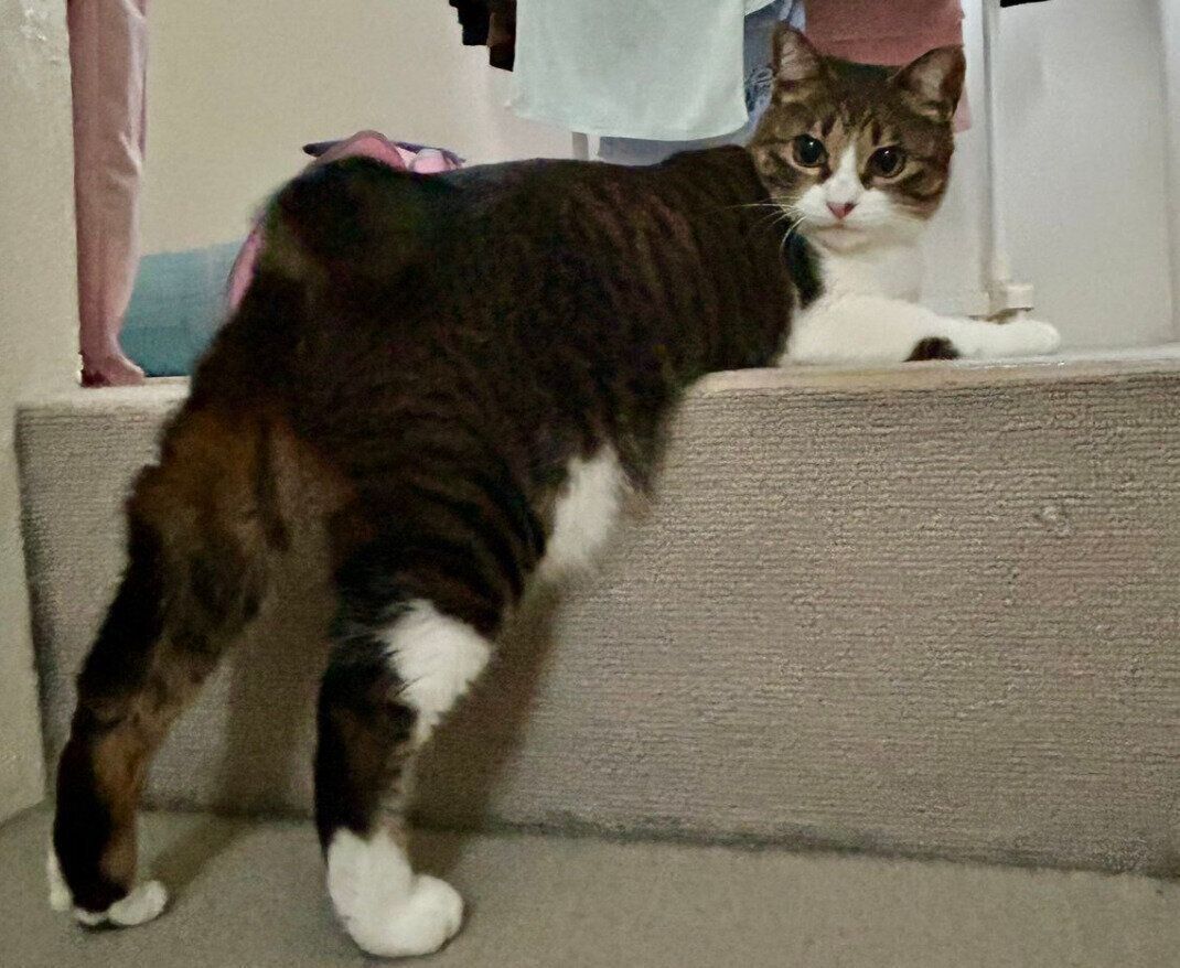 「ケツドラム待機ポーズ」のクロエちゃん