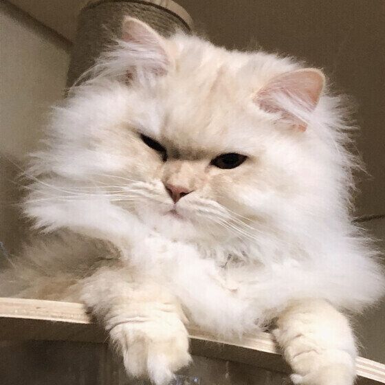 スコティッシュフォールド・ロングヘアのこはくくん