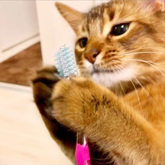 ピンクの歯ブラシを見つめているソマリ