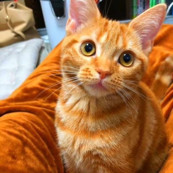 目がくりっとしたスコティッシュフォールド