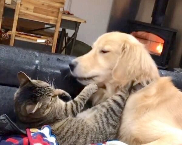 じゃれ合うくうちゃん、かいくん