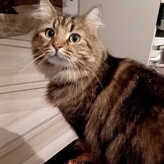 見つめるサイベリアン