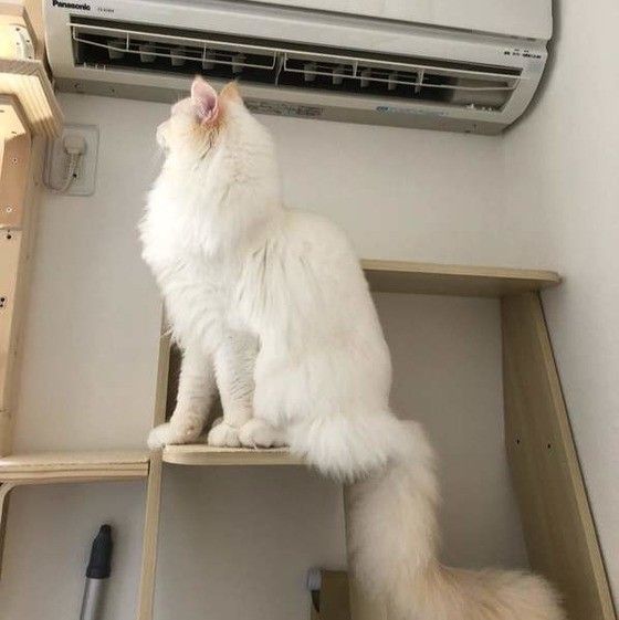 クーラーの前のサイベリアン