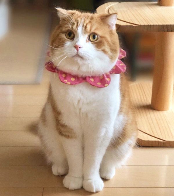 すまし顔のスコティッシュフォールド