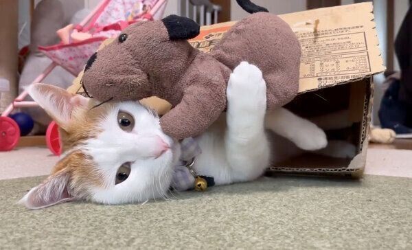 わんわんと遊ぶむぎくん