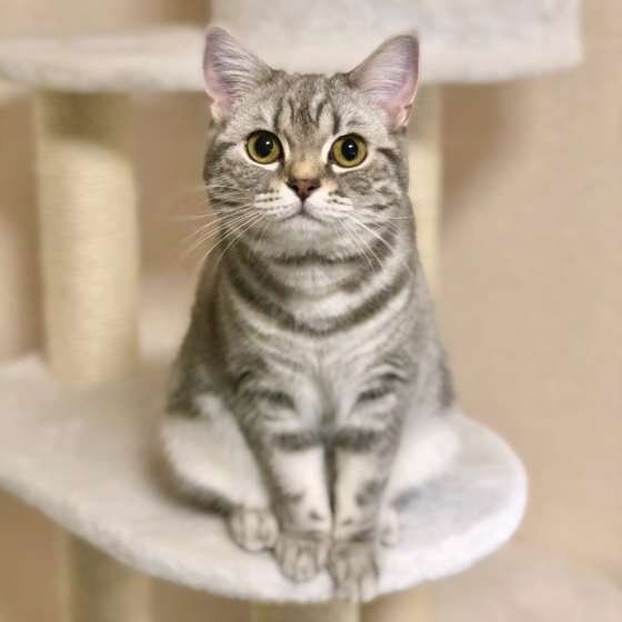 マンチカン ノアちゃん