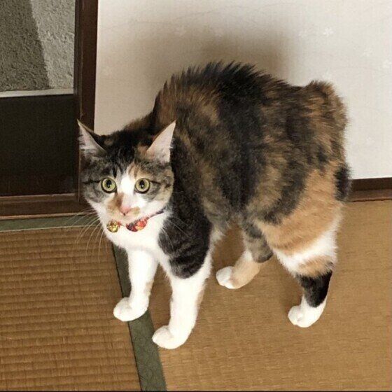 威嚇する猫