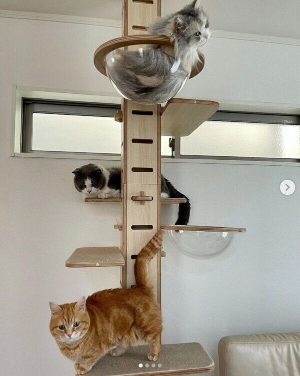 ぷーちゃん、ルナちゃん、さちまるくん