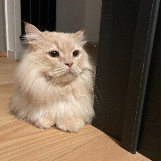 ラガマフィンのテオくん