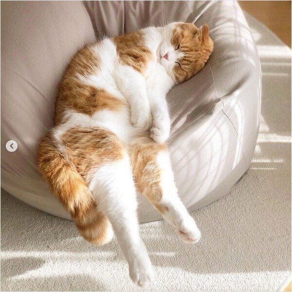 「人をダメにするソファ」で眠るまーるくん