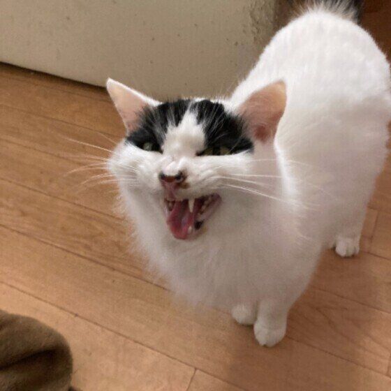 シャーッ！とする猫