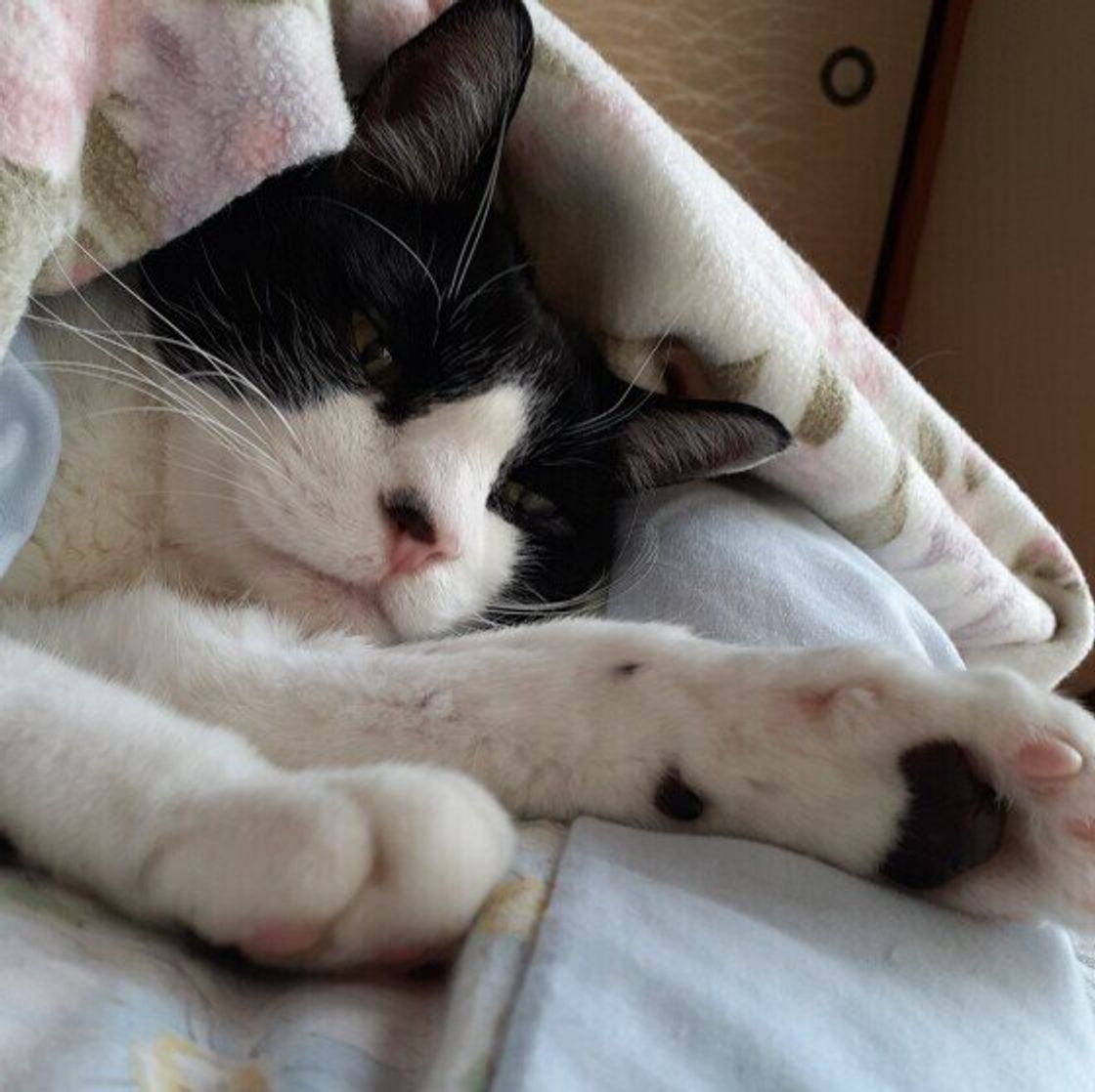 静電気は猫も痛い 愛猫を静電気から守る方法とは ねこのきもちweb Magazine 静電気は猫も痛い 愛猫を静電気から守る方法とは ねこのきもちweb Magazine