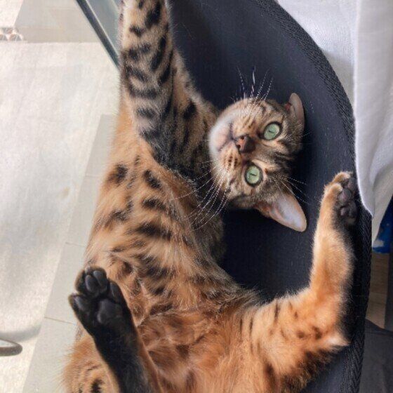 くつろぐベンガル