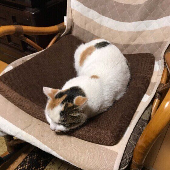 ツチノコポーズをする猫