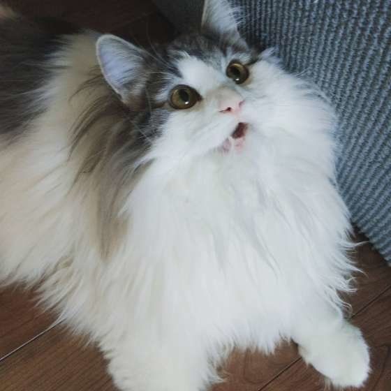 口を開けるノルウェージアンフォレストキャット