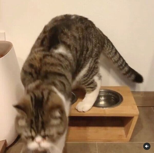 斬新な水の飲み方をするおもちくん