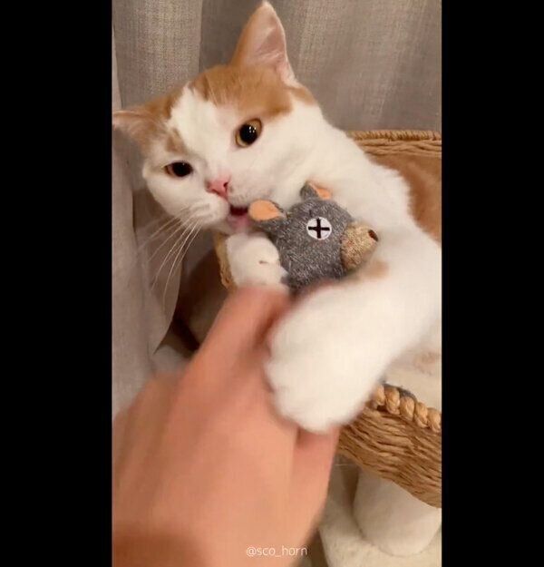 ぬいぐるみの「くま」を守るホルンくん