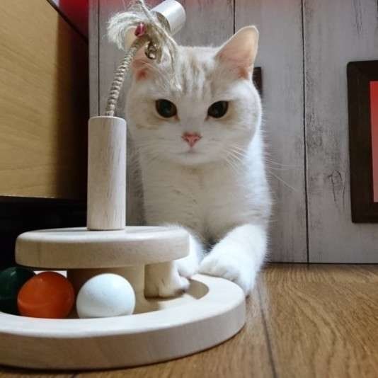 遊ぶマンチカン