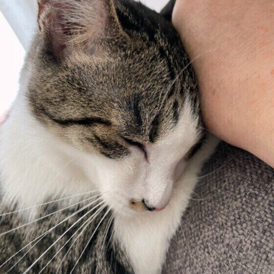 Mix（サバトラ）のきなこちゃん♪