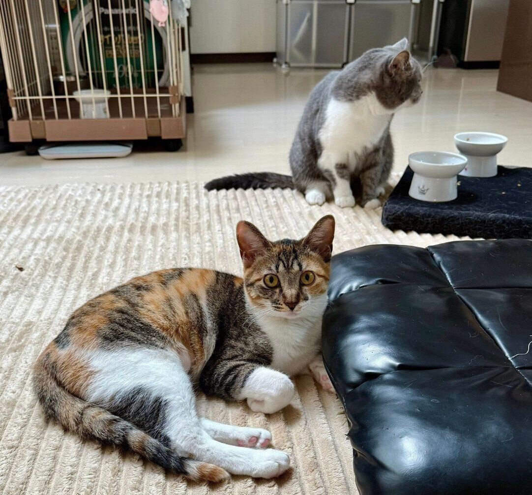 兄猫・ぎんちゃんとのツーショット