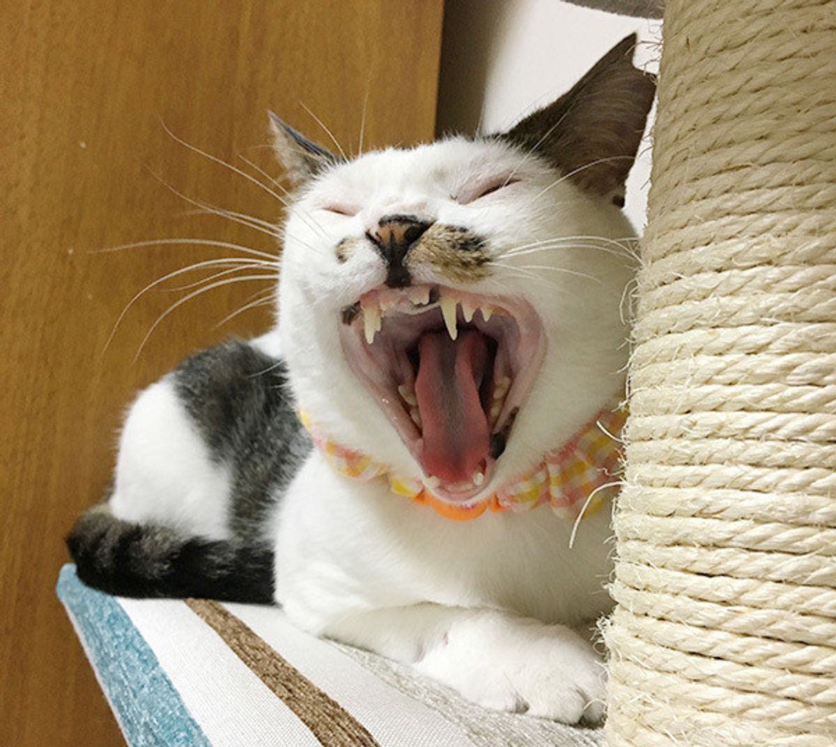 愛猫が原因で家族とケンカに その理由が あるある すぎる ねこのきもちweb Magazine 愛猫が原因で家族とケンカに その理由が あるある すぎる ねこのきもちweb Magazine