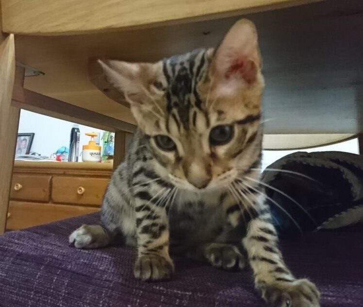 生後3カ月頃のベンガル