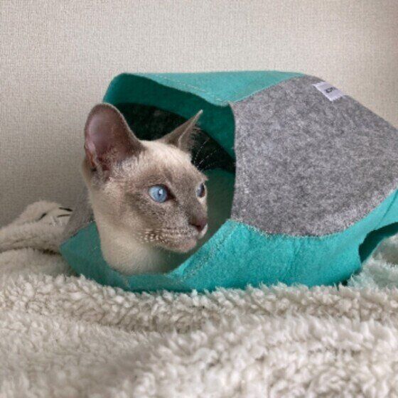 シャムの小太郎くん